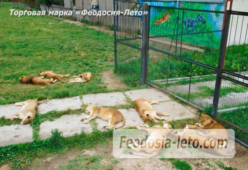 Крым Белогорск парк львов Тайган - фотография № 13