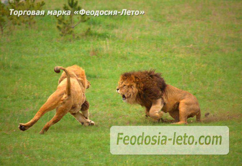 Крым Белогорск парк львов Тайган - фотография № 18