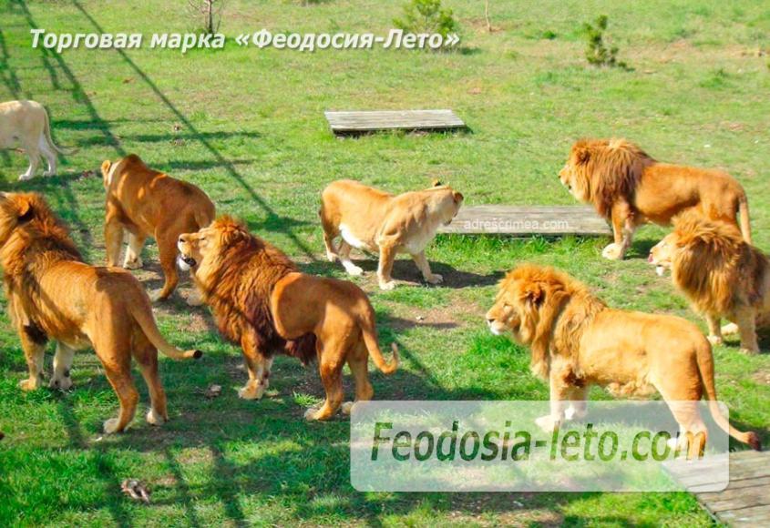 Крым Белогорск парк львов Тайган - фотография № 2
