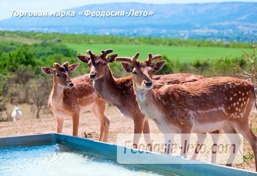 Крым Белогорск парк львов Тайган - фотография № 26
